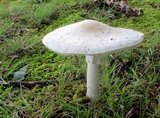 Amanita suballiacea image