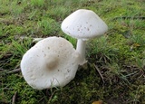 Amanita suballiacea image