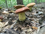 Boletus subluridellus image