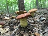 Boletus subluridellus image