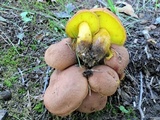 Aureoboletus innixus image