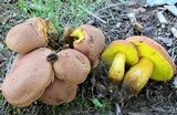 Aureoboletus innixus image