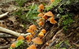 Xeromphalina kauffmanii image
