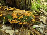 Xeromphalina kauffmanii image