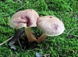 Aureoboletus auriporus image
