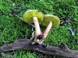 Aureoboletus auriporus image