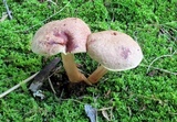 Aureoboletus auriporus image