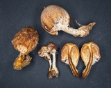 Nectriopsis tubariicola image