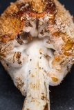 Nectriopsis tubariicola image