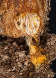 Nectriopsis tubariicola image