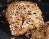 Nectriopsis tubariicola image