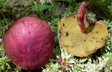 Boletus purpureorubellus image