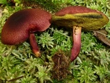 Boletus purpureorubellus image