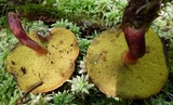 Boletus purpureorubellus image