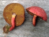 Boletus purpureorubellus image