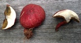 Boletus purpureorubellus image