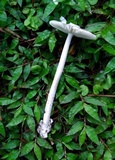 Amanita sect. Vaginatae image