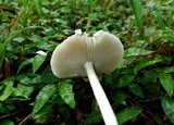 Amanita sect. Vaginatae image