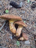 Suillus lakei image