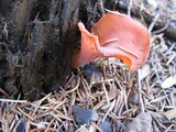 Guepinia helvelloides image