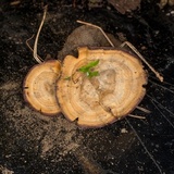 Coltricia perennis image