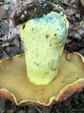 Boletus subluridellus image