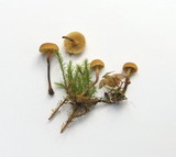Xeromphalina cauticinalis image