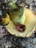 Boletus subluridellus image