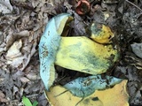 Boletus subluridellus image