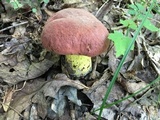 Boletus subluridellus image