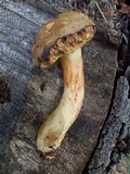 Boletus oregonensis image