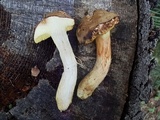 Boletus oregonensis image