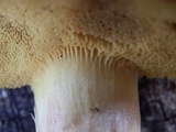 Boletus oregonensis image