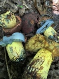 Boletus subluridellus image