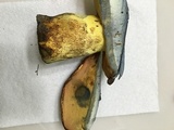 Boletus subluridellus image