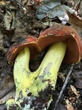 Boletus subluridellus image
