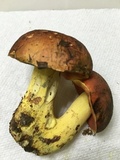 Boletus subluridellus image