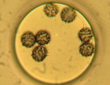 Russula fragrantissima image