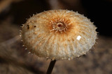 Crinipellis setipes image