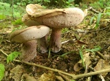 Tylopilus plumbeoviolaceus image