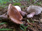 Tylopilus plumbeoviolaceus image