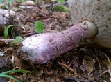 Tylopilus plumbeoviolaceus image