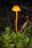 Rickenella fibula image