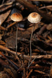 Crinipellis setipes image