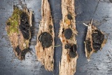 Bulgariella pulla image