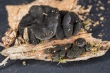 Bulgariella pulla image