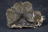 Bulgariella pulla image