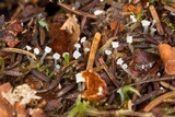 Neocudoniella radicella image