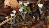 Neocudoniella radicella image