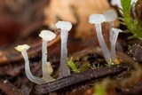 Neocudoniella radicella image